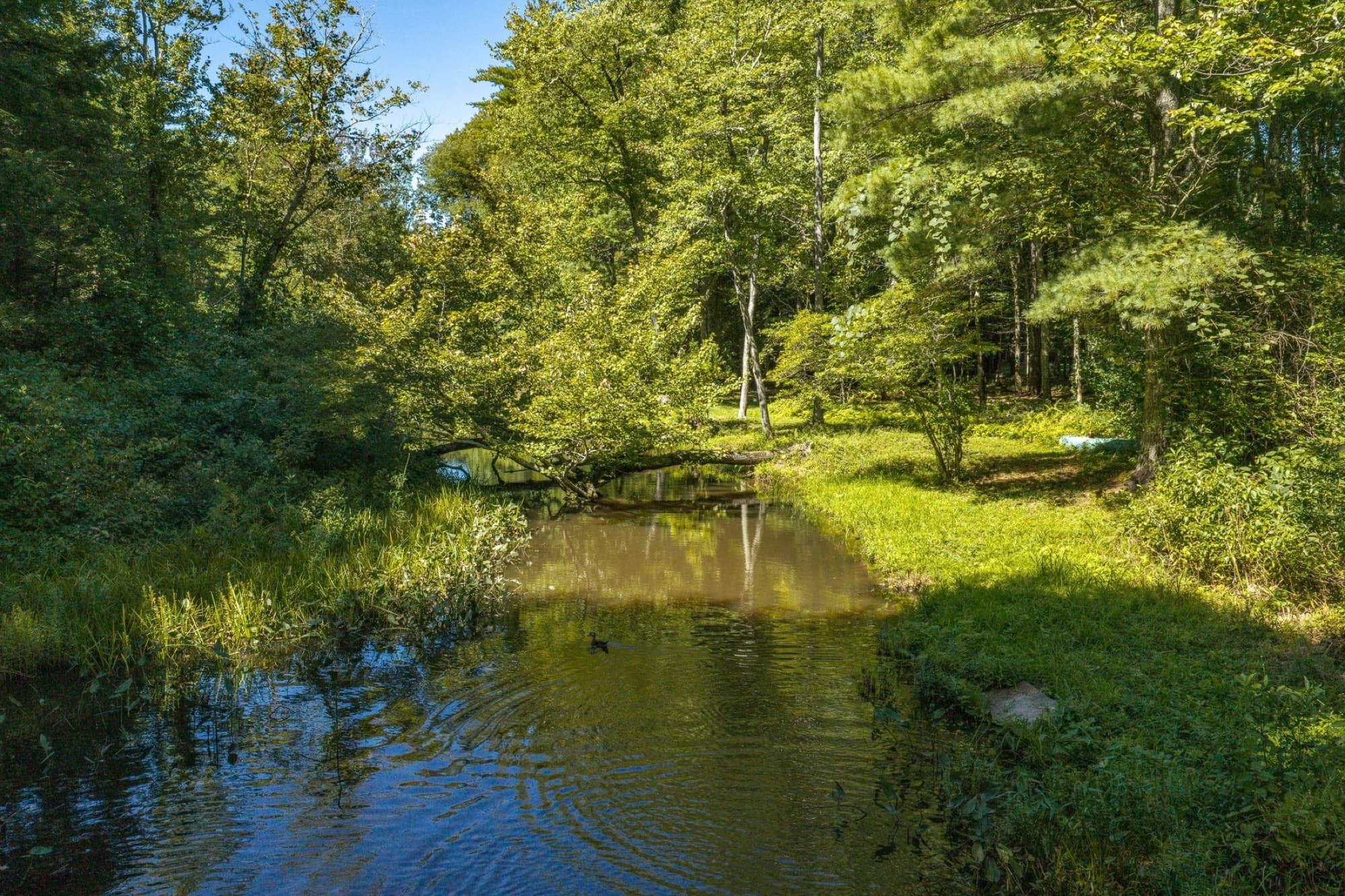The Piscassic River at the back of the lot, with trees on the far bank